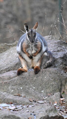 An yellow footed rock wallaby