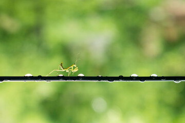 green insect creeps along the wire on a green background