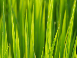 Dusk, paddy field after rain, rice seedlings with water droplets swaying in the wind.	
