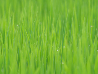 Naklejka premium Midsummer rural rice paddies in Japan, beautiful green growing rice plants swaying in the wind. 