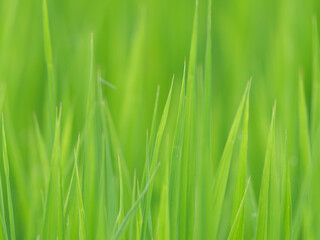 Midsummer rural rice paddies in Japan, beautiful green growing rice plants swaying in the wind.	