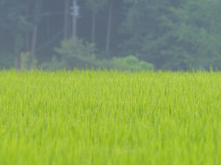 Japan, rural countryside in mid-summer, with large amounts of green growing rice plants in the vicinity.	
