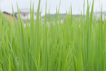 Midsummer rural rice paddies in Japan, beautiful green growing rice plants swaying in the wind.	