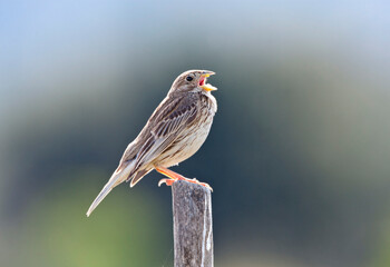 Grauwe Gors; Corn Bunting; Emberiza calandra