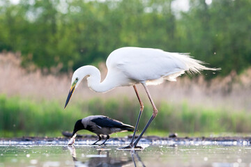 Grote Zilverreiger, Western Great Egret, Ardea alba alba