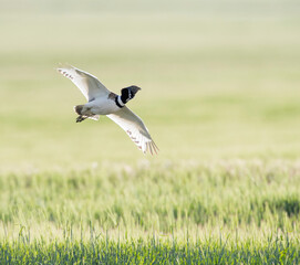 Kleine Trap, Little Bustard, Tetrax tetrax