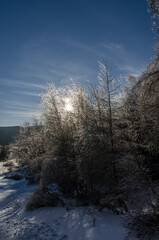 zimowy las - Bieszczady 