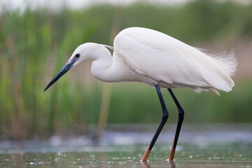 Kleine Zilverreiger, Little Egret, Egretta garzetta