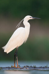 Kleine Zilverreiger, Little Egret, Egretta garzetta