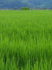 Midsummer rural rice paddies in Japan, beautiful green growing rice plants swaying in the wind.	