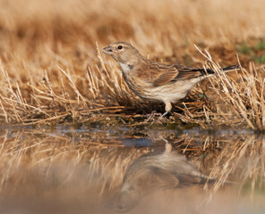 Kneu, Common Linnet, Carduelis cannabina