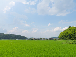Japan, rural countryside in mid-summer, with large amounts of green growing rice plants in the...