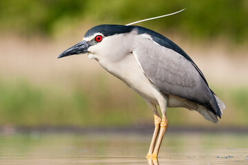 Kwak, Black-crowned Night Heron, Nycticorax nycticorax