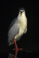 Kwak, Black-crowned Night Heron, Nycticorax nycticorax