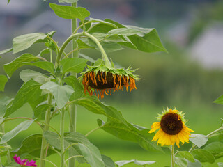 A field in midsummer, wilting sunflowers swaying in the wind	