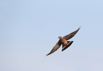 Common Wood-Pigeon, Columba palumbus