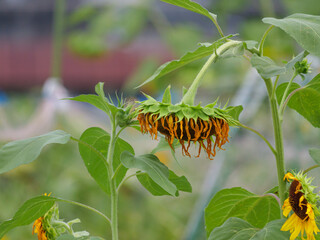 A field in midsummer, wilting sunflowers swaying in the wind	