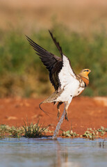 Witbuikzandhoen, Pin-tailed Sandgrouse, Pterocles alchata