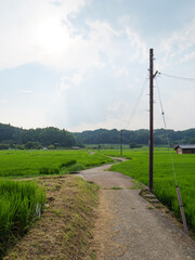 Fototapeta na wymiar A single path in the rice paddies of a Japanese farming village in midsummer. 