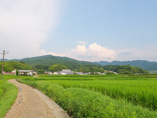 A single path in the rice paddies of a Japanese farming village in midsummer.	