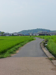 Fototapeta na wymiar A single path in the rice paddies of a Japanese farming village in midsummer. 