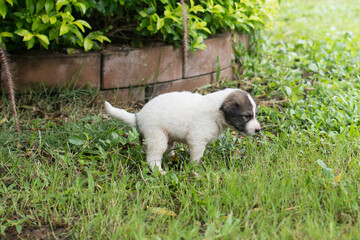 Obraz premium Thai puppy pooping at grass field