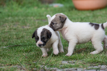 Thai puppy running on the grass
