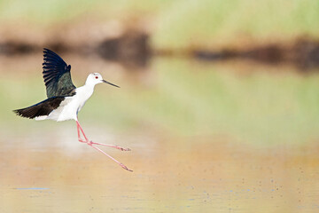 Black-winged Stilt, Himantopus himantopus