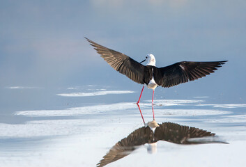 Black-winged Stilt, Himantopus himantopus