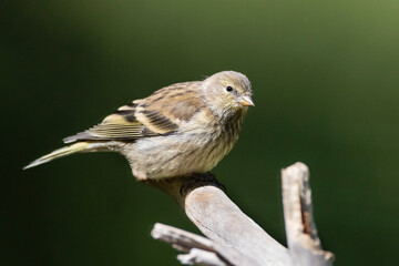 Citroenkanarie, Citril Finch, Serinus citrinella