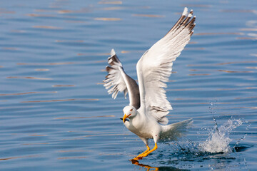 Yellow-legged Gull, Larus michahellis michahellis
