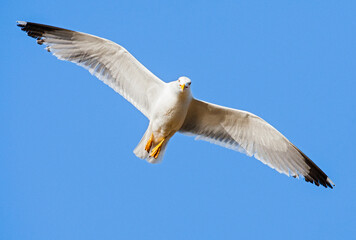 Yellow-legged Gull, Larus michahellis michahellis