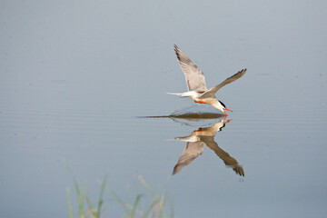 Visdief, Common Tern, Sterna hirundo