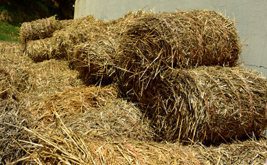 Hay rolls against the wall of an old farm barn