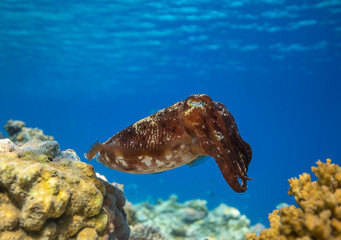 Cuttlefish on a coral reef in Philippines