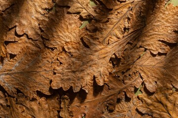 Dry oak leaves on a dark autumn background. Abstract texture