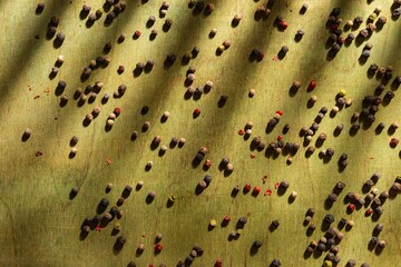 Spices- peppercorns on a green background. Wood texture- abstract pattern