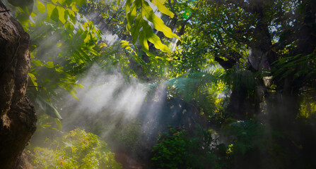 Tropical jungle with  green of the nature as sun beam and mist-foggy in the morning at the  garden..