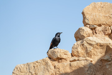The male  Tristram long-tailed starling sits on a stone on the ruins of the Masada fortress in the Judean desert in Israel and is looking for prey