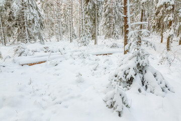 Winter forest in the wilderness