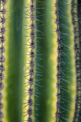 Carnegiea gigantea cactus texture