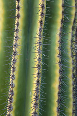 Carnegiea gigantea cactus texture