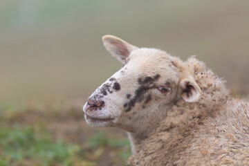 Retrato de una joven oveja en el campo