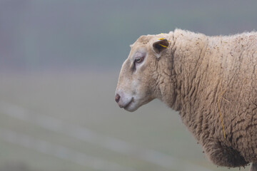 Retrato de un joven carnero (borrego) de raza INRA