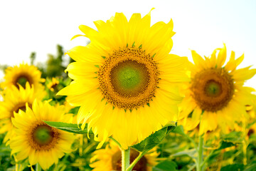 Bright yellow sunflowers in a flower field