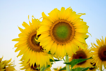 Bright yellow sunflowers in a flower field