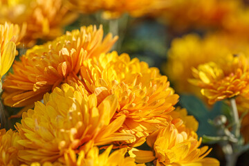 beautiful bushes of yellow chrysanthemum flowers