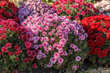 Obraz premium beautiful chrysanthemum flower bushes pink colors