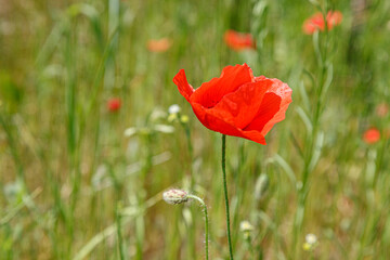 Fototapeta premium Beautiful red poppies on the field