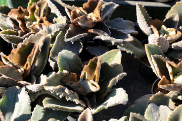 Kalanchoe Beharensis Drake plants in the garden